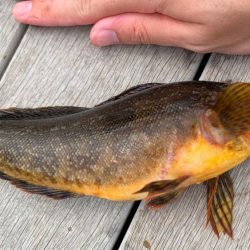 根魚釣り（ホテルニューアワジ系列の夢泉景別荘　天原にて）